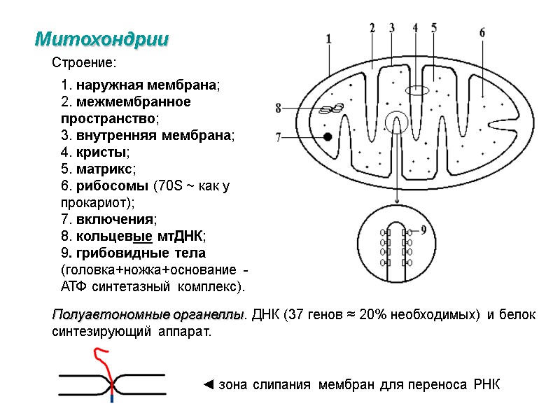 Митохондрии Строение: 1. наружная мембрана; 2. межмембранное пространство; 3. внутренняя мембрана; 4. кристы; 5.
